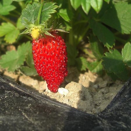 Rifugio Alpi Apuane 호텔 Careggine 외부 사진