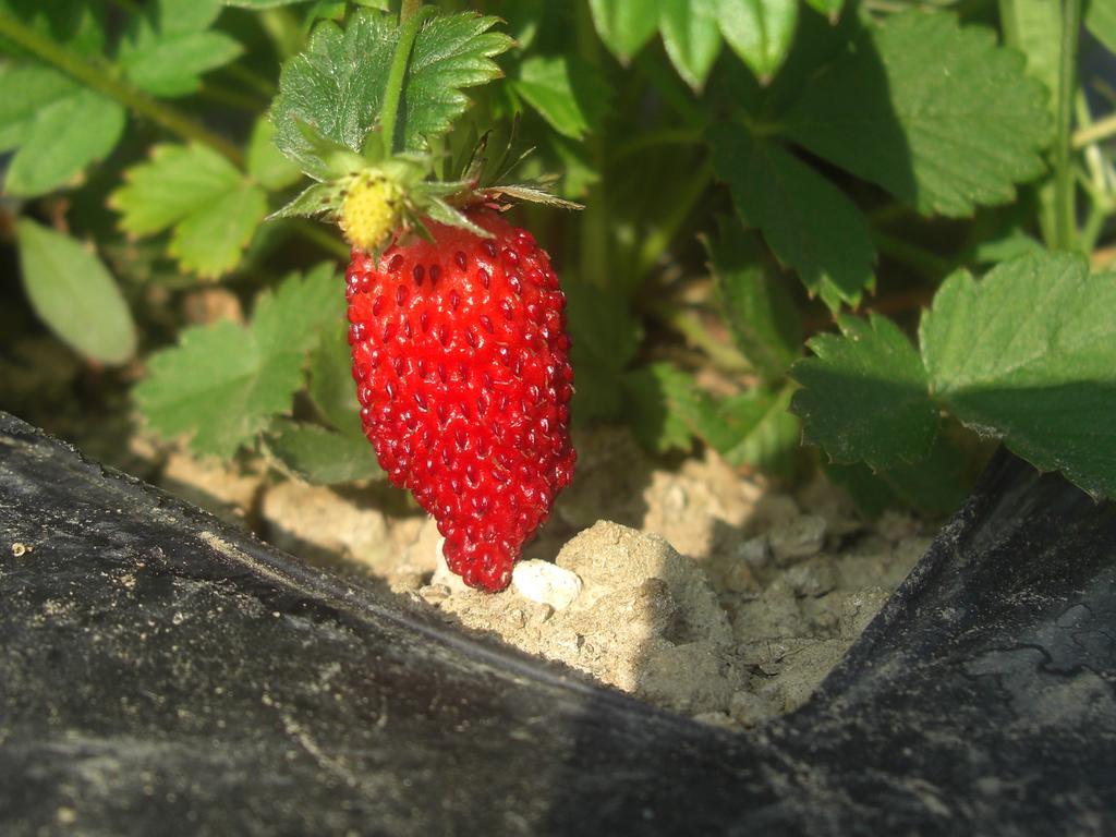 Rifugio Alpi Apuane 호텔 Careggine 외부 사진